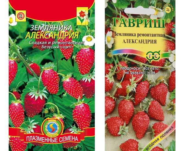 Выращивание земляники из семян: выбор сорта, посадка, уход | огородник