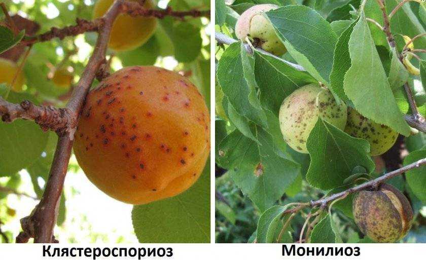 Чем лечить клястероспориоз персика, абрикоса, сливы, черешни, вишни: препараты для лечения дырчатой пятнистости листьев
