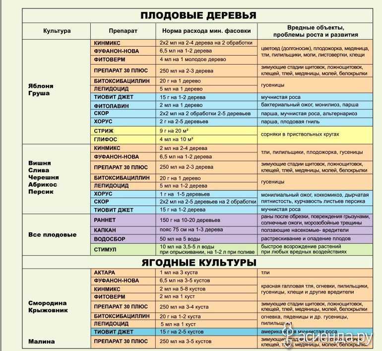 Чем опрыскать плодовые деревья и кустарники осенью: искореняющая обработка сада