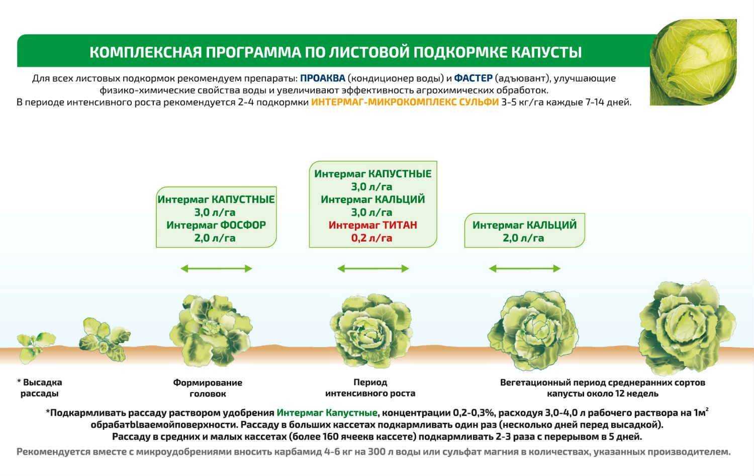 Как вырастить цветную капусту через рассаду и семенами в грунте