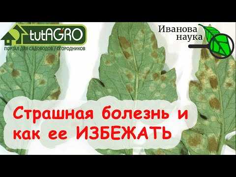 Кладоспориоз томатов: лечение и методы борьбы, устойчивые сорта | огородникам инфо
