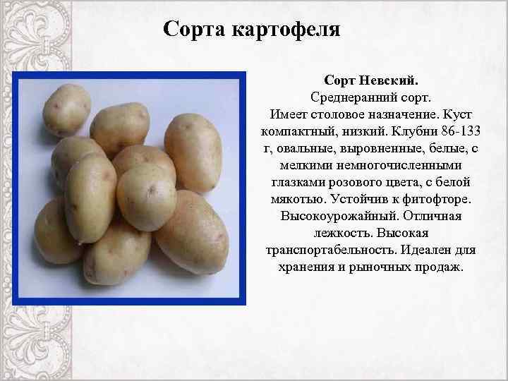 Описание и характеристики картофеля сорта Невский Советы и рекомендации: агротехника, болезни и вредители Особенности выращивания корнеплода из семян