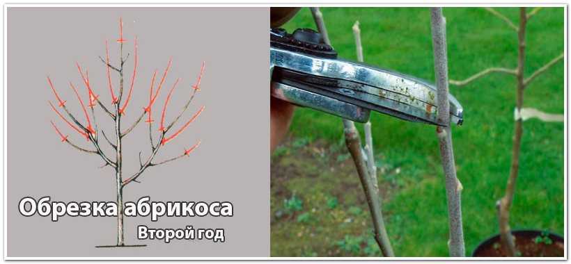 Обрезка абрикоса осенью, весной и летом, схема, видео