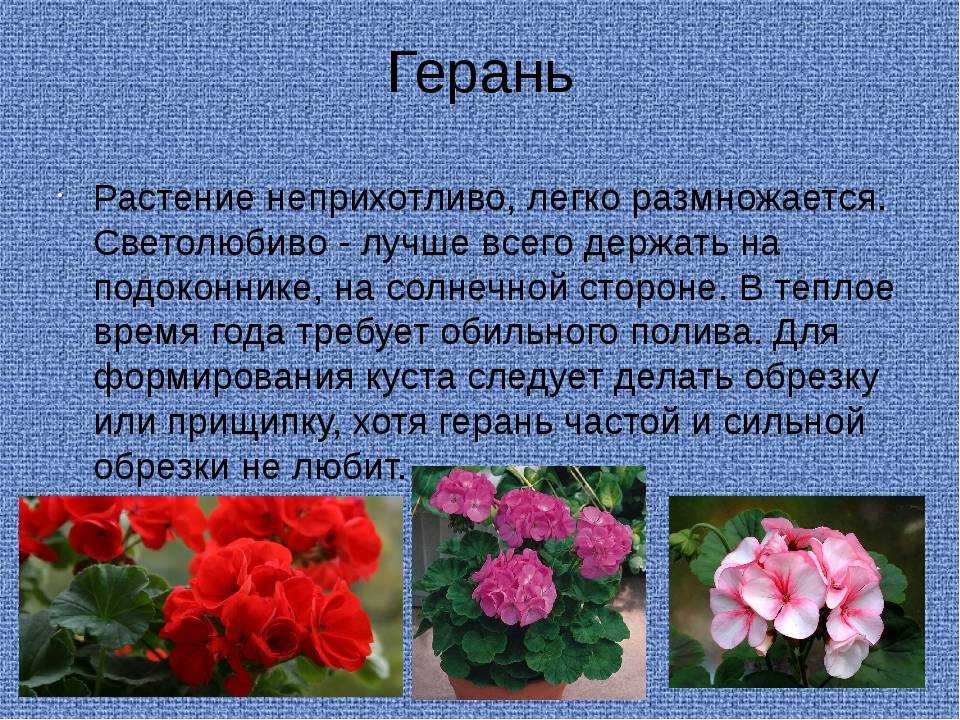 Чем подкормить герань для обильного цветения — все нюансы