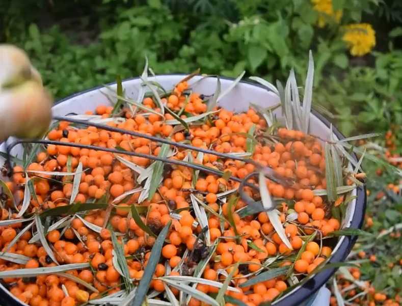 Как правильно собирать облепиху: приспособления для быстрого сбора урожая