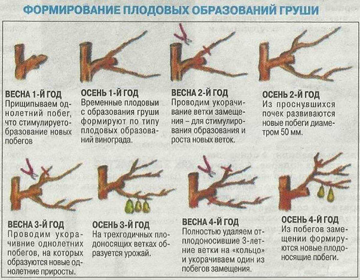 Уход за грушей осенью: в подмосковье и регионах, правила, советы, рекомендации профессионалов