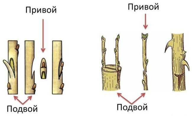 Прививка яблони весной – сроки, способы в расщеп и в разрез, особенности технологии прививки для начинающих