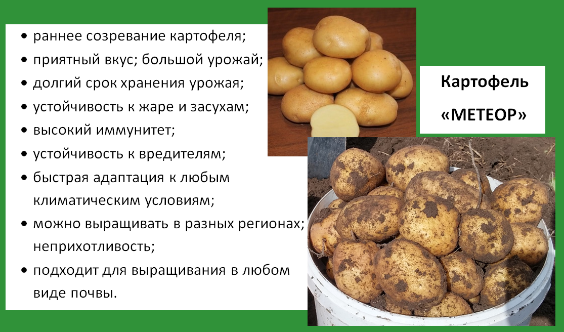 Выращивание картофеля из семян