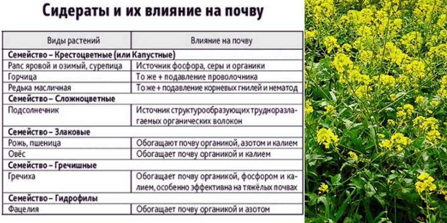 ✅ лучшие сидераты для огорода: когда сеять и закапывать в почву весной и осенью