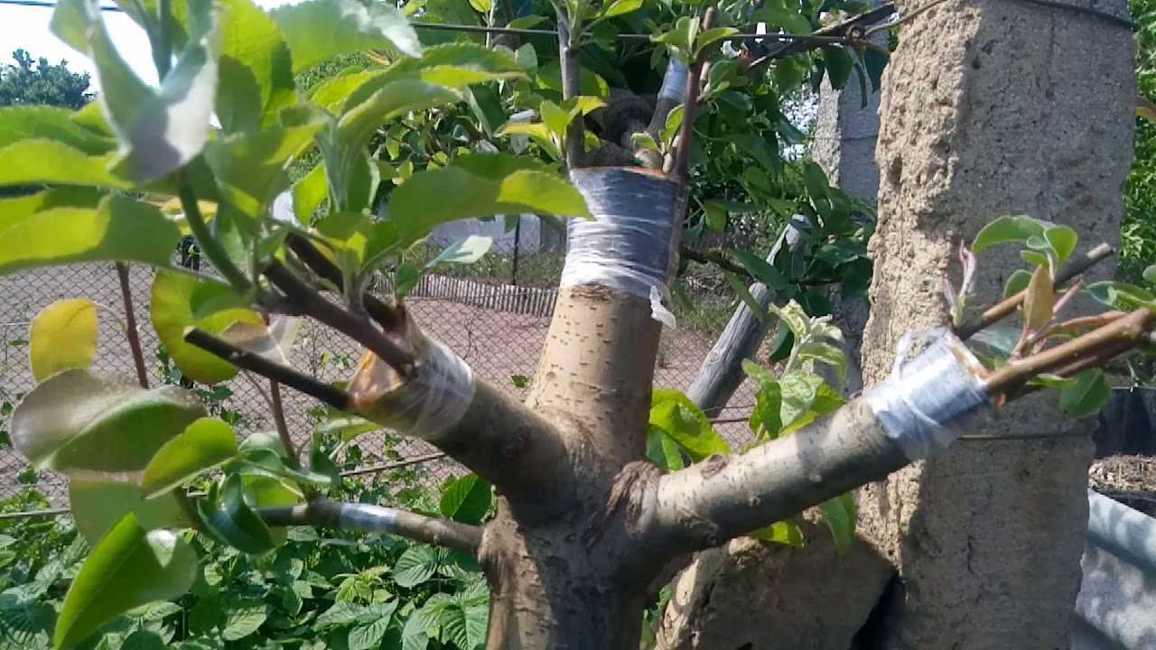 Прививка розы на шиповник
