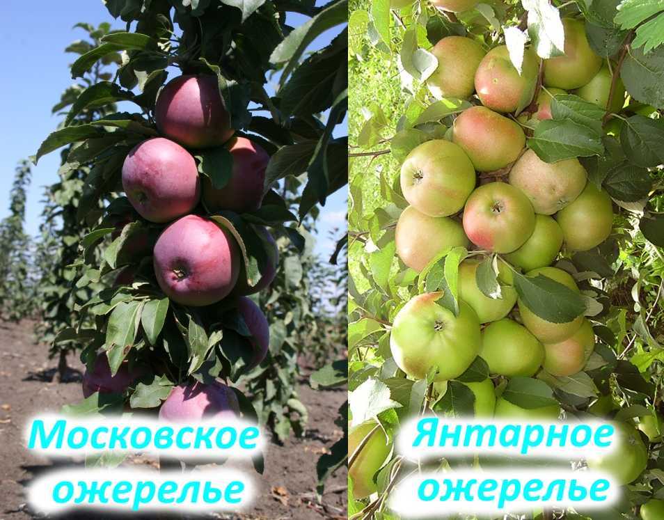 10 сортов колоновидных яблонь, которые я рекомендую для средней полосы