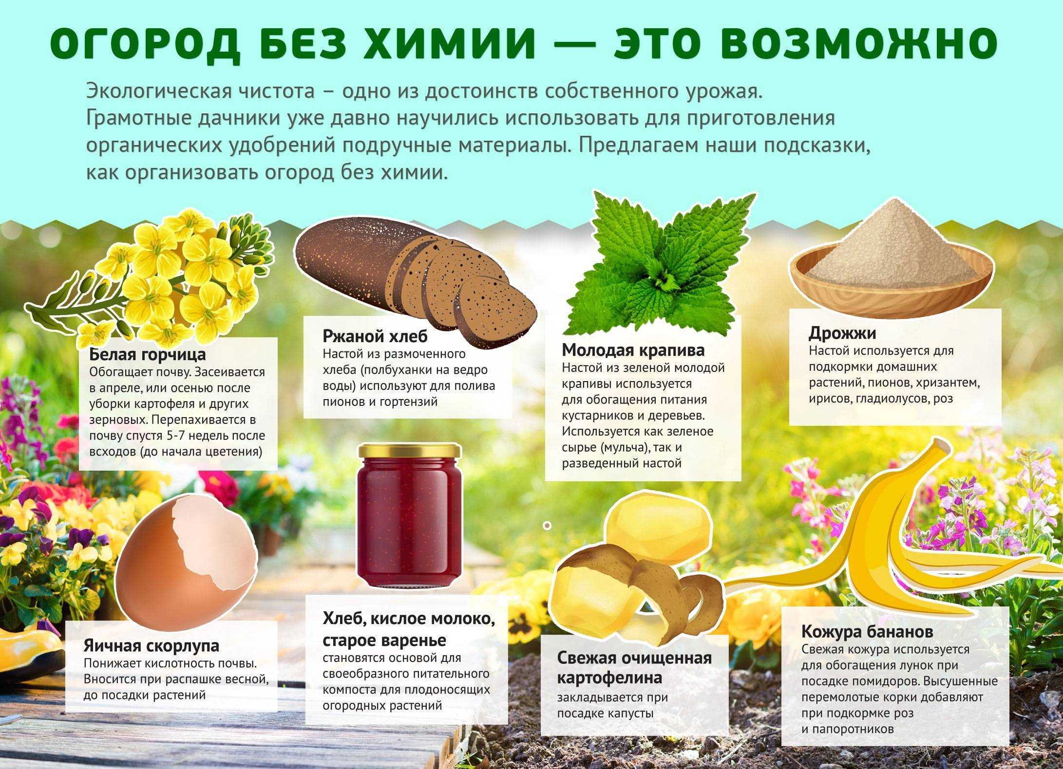 Чем подкормить капусту чтобы лучше завязывались кочаны: народные средства и препараты