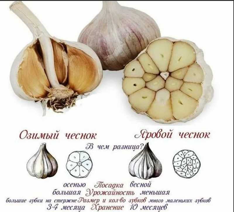 Схема посадки ярового чеснока