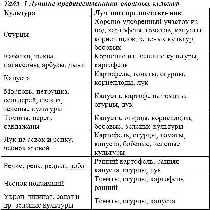 Секреты и отличия правильной посадки озимых и яровых сортов чеснока