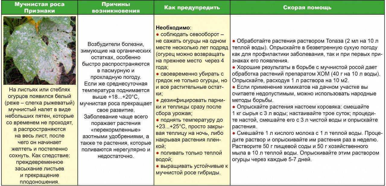 Эффективные меры борьбы с мучнистой росой на плодовых культурах. описания, симптомы, профилактика. фото — ботаничка