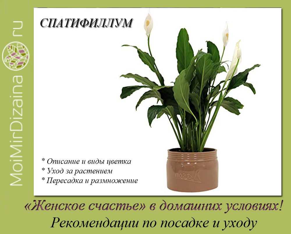 Почему спатифиллум не цветет: советы по уходу за растением - комнатные и садовые растения, уход за ними sad-doma.net