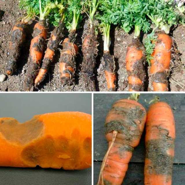 Болезни моркови: описание и лечение заболеваний, как бороться с вредителями, их фото, тля, плесень, способы защиты от фузариоза и альтернариоза, народные методы