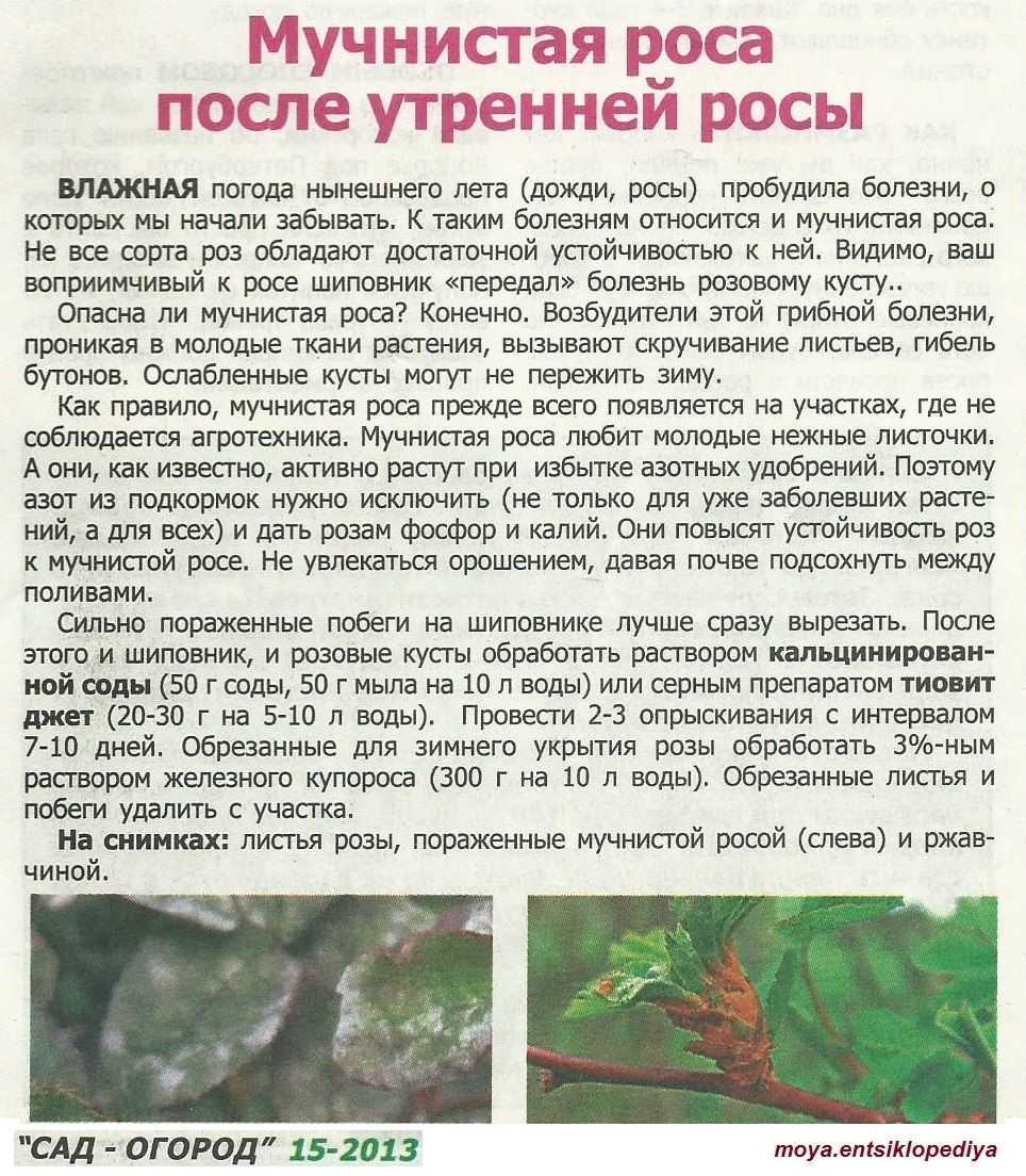 Черная пятнистость на розах: лечение болезни, чем обработать, описание болезни с фото, эффективные средства, устойчивые сорта розы