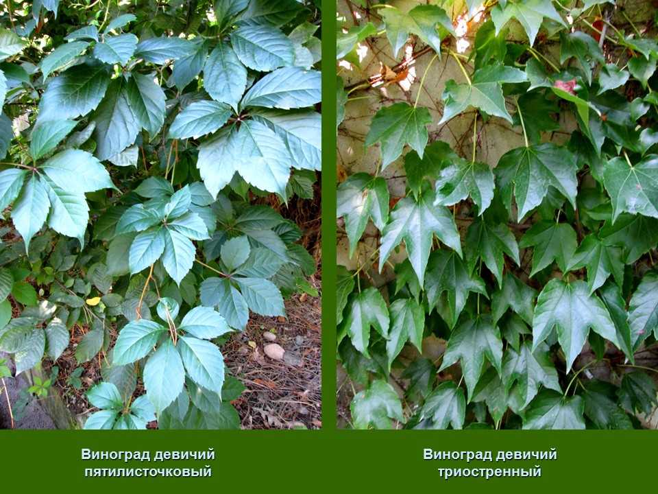Девичий виноград