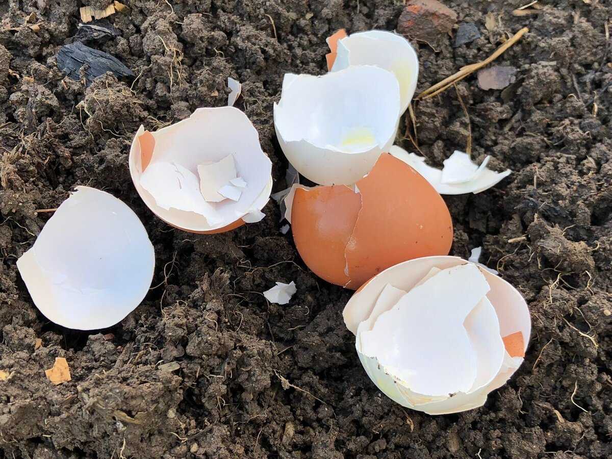 Скорлупа яиц как удобрение: для каких растений применяется?