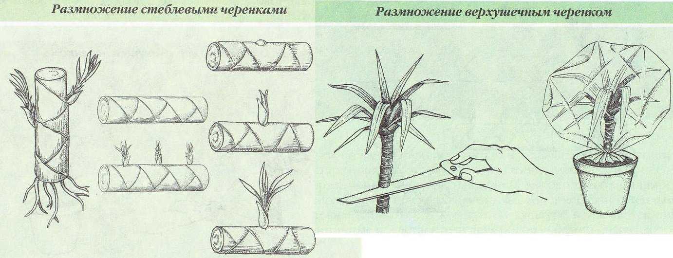 Размножение диффенбахии в домашних условиях