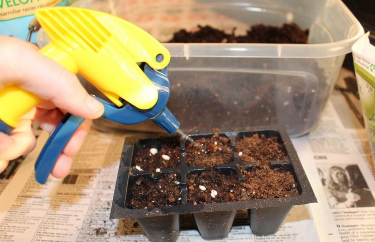 Выращивание базилика из семян на подоконнике в домашних условиях