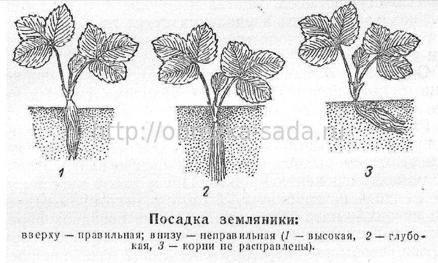 Схема посадки земляники садовой