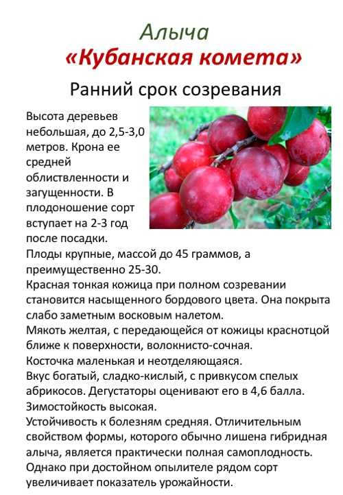Алыча кубанская комета: описание и фото, посадка и уход