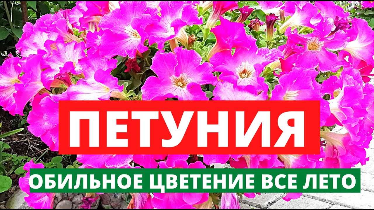 Как правильно и чем подкормить рассаду петунии