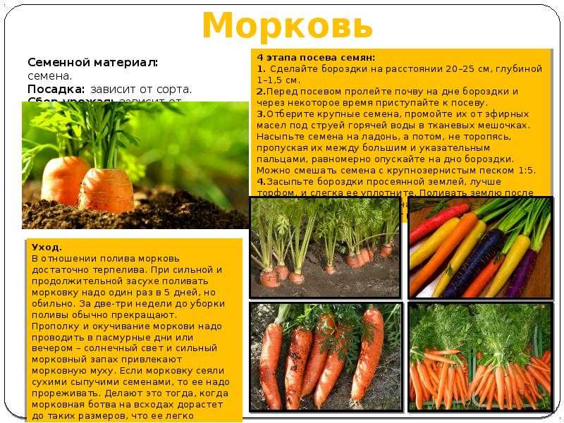 Лучшие сорта моркови