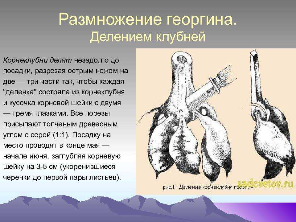 Георгины: посадка, уход и хранение