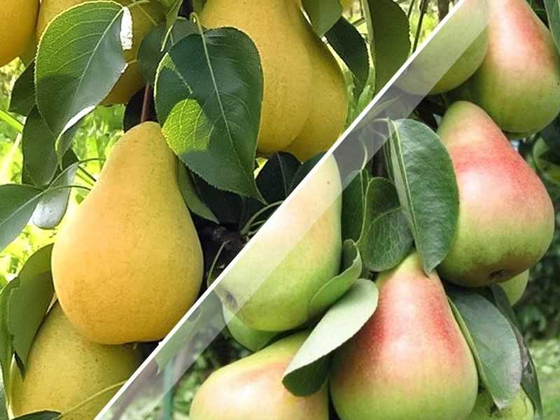 Груша медовая описание сорта фото отзывы опылители