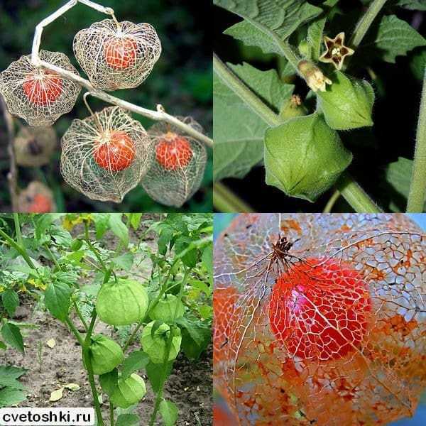 Физалис: описание, выращивание, уход | (30 фото) +отзывы