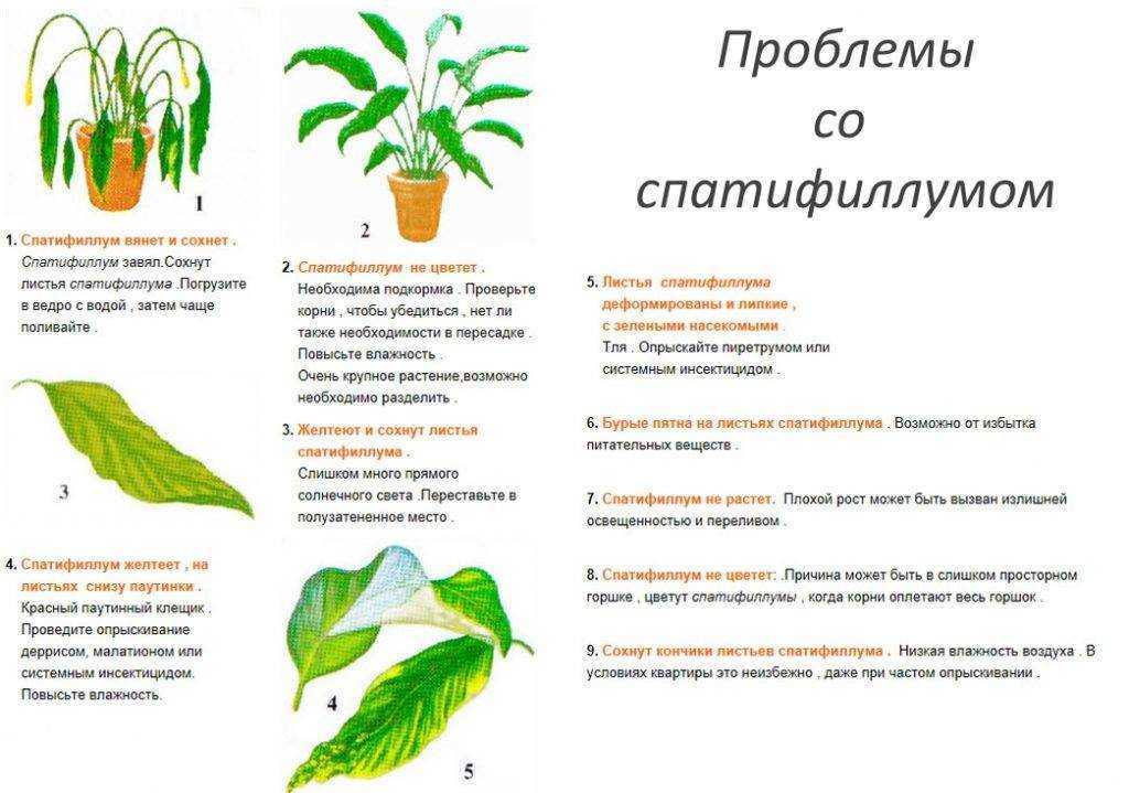 Спатифиллум не цветет: почему и что делать