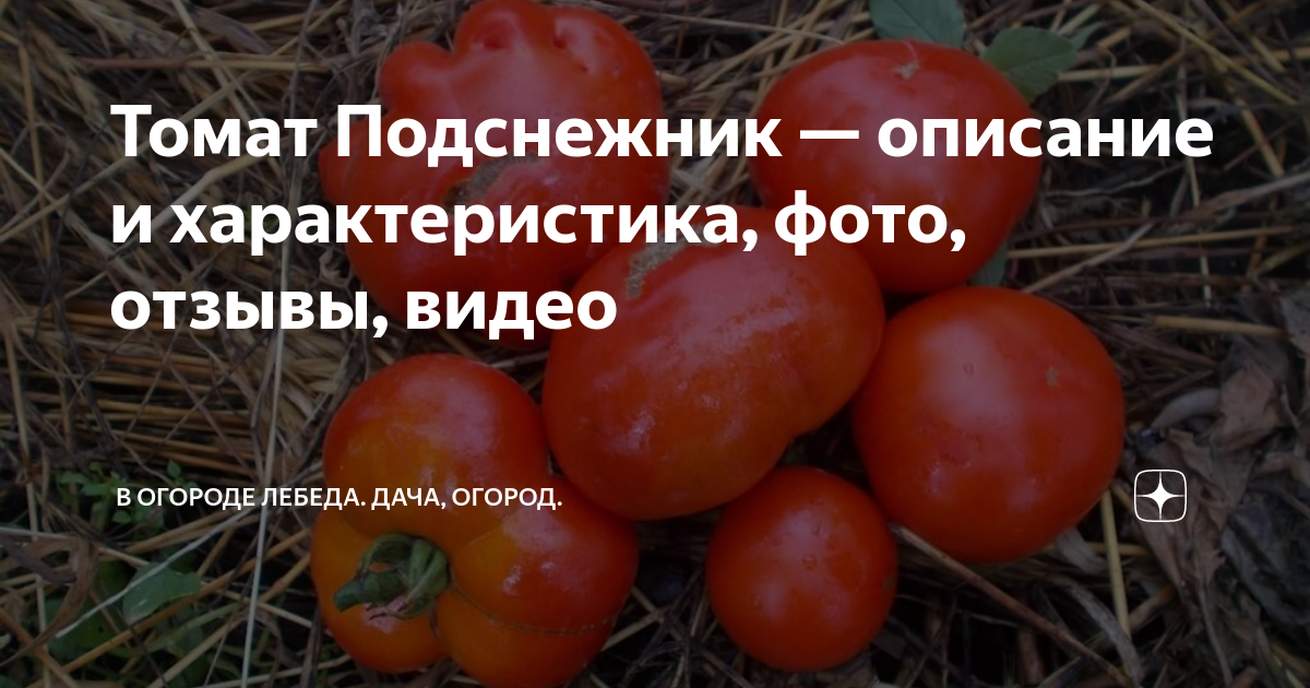 Томат подснежник: описание и характеристика сорта, особенности выращивания, посадки и ухода, отзывы, фото
