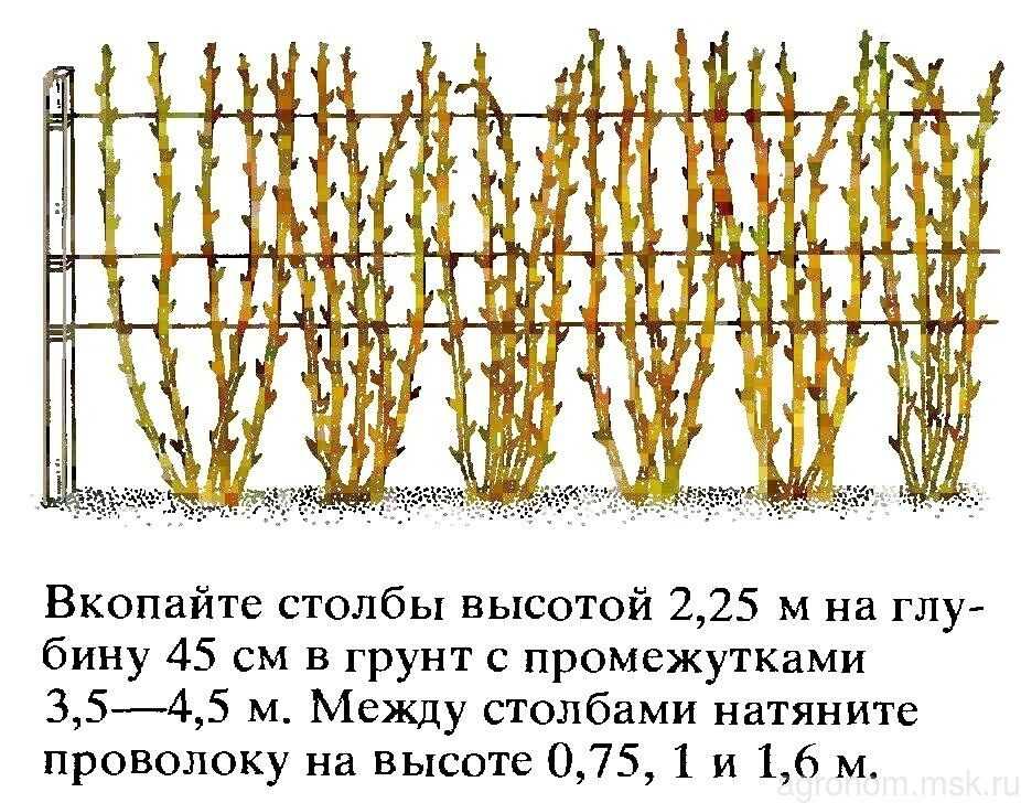 Как подвязать малину правильно: различные способы