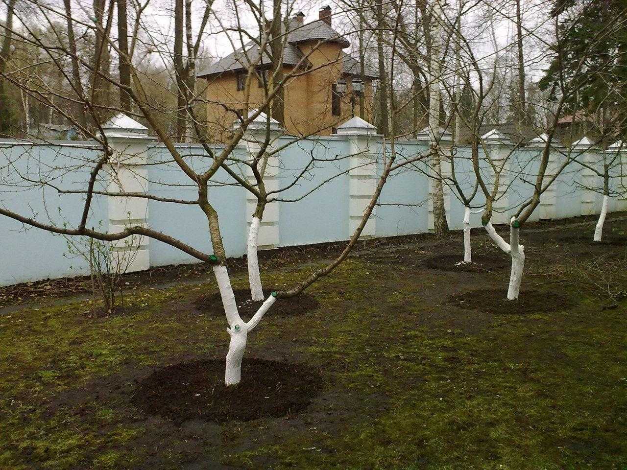 Как размножить сливу порослью