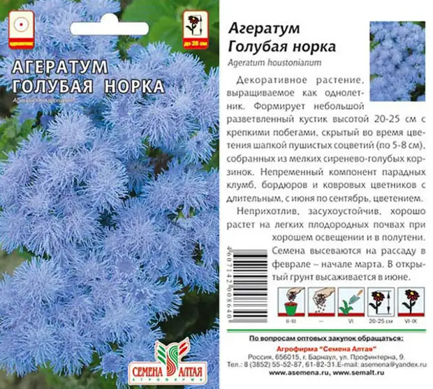 Как и когда сажать агератум