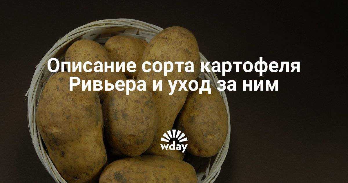 Картофель ривьера: описание сорта, фото, отзывы