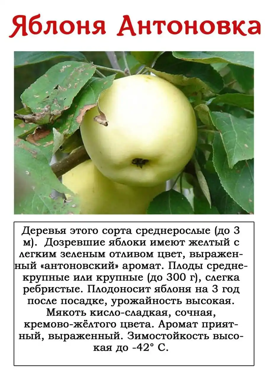 Яблоня народное: отзывы, топ секреты посадки и ухода, фото