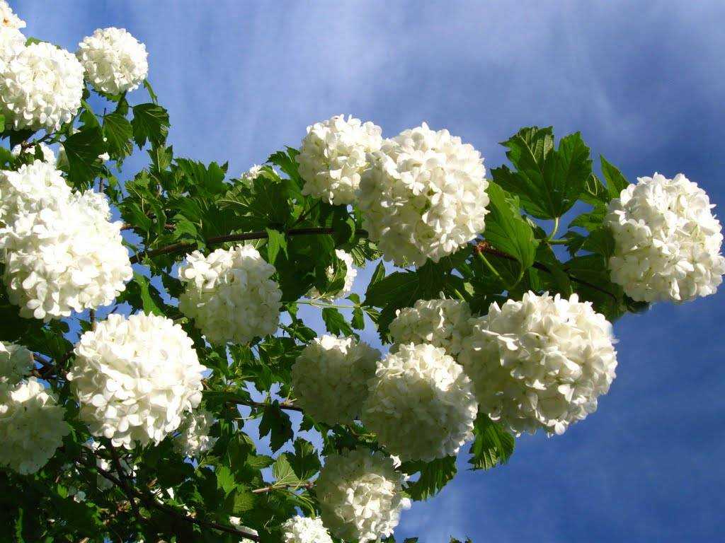 Калина бульденеж – посадка и уход, фото, сорта, размножение, обрезка + фото