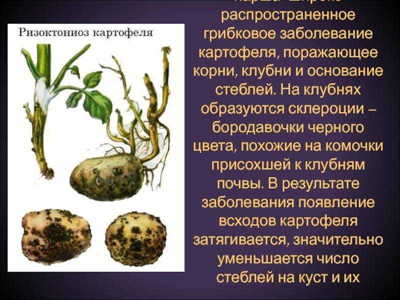 Болезни картофеля: описание с фотографиями и способы лечения
