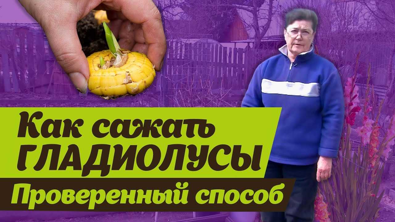 Гладиолусы: выращивание в саду, когда выкапывать и как хранить