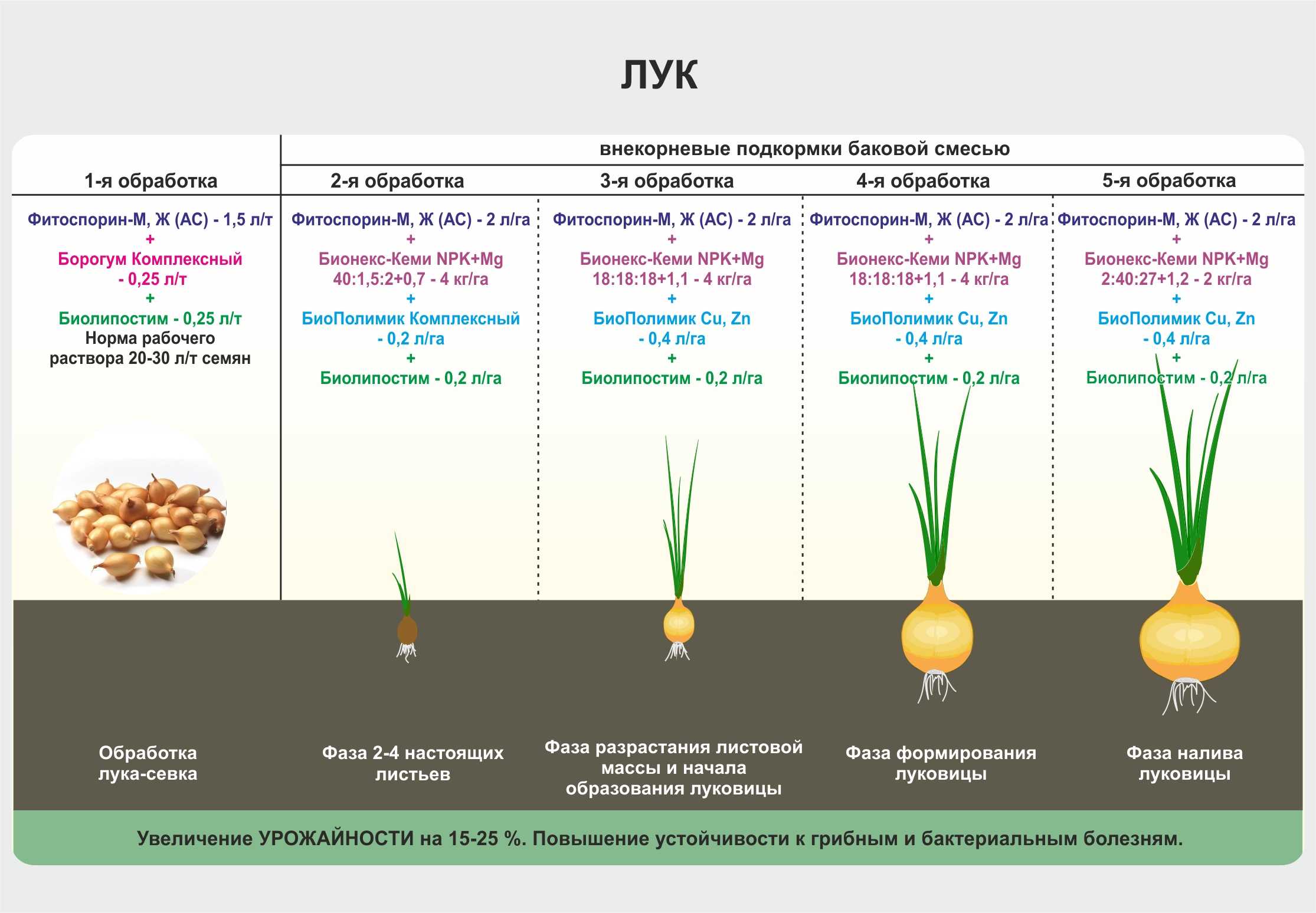 ᐉ как выращивать лук по-китайски: сроки посева, как ухаживать - roza-zanoza.ru