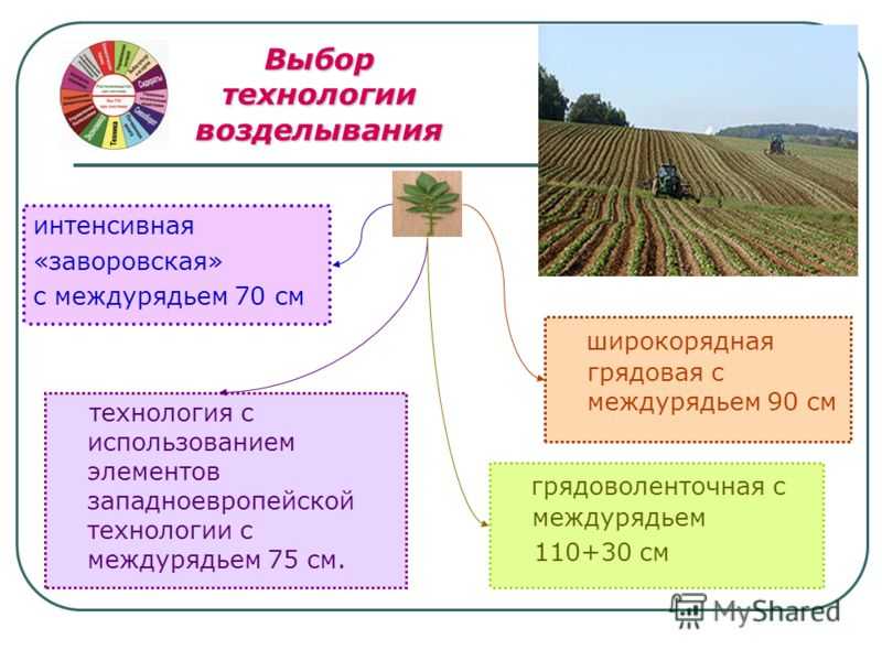 Когда копать картошку после цветения: сроки уборки, рекомендации