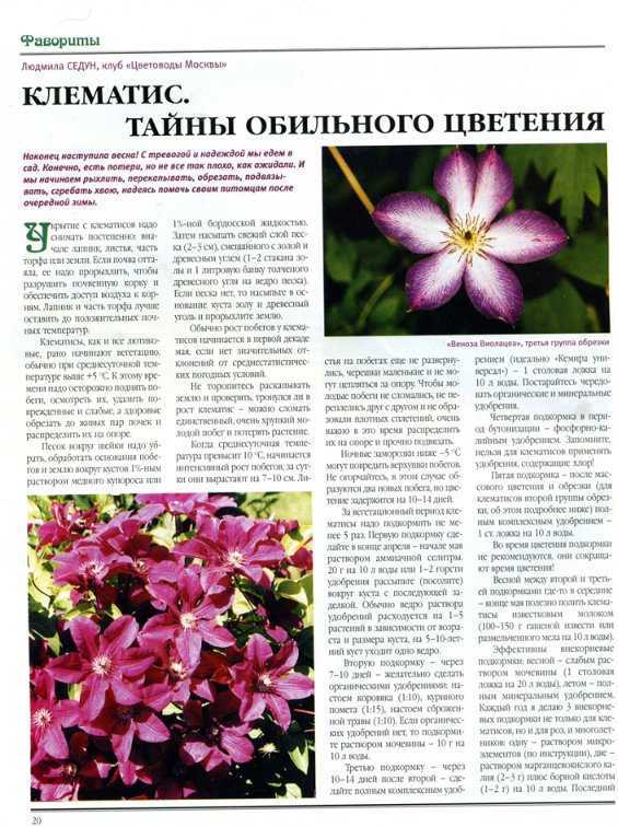 Чем удобрить клематис весной: подкормка для роста и пышного цветения |
