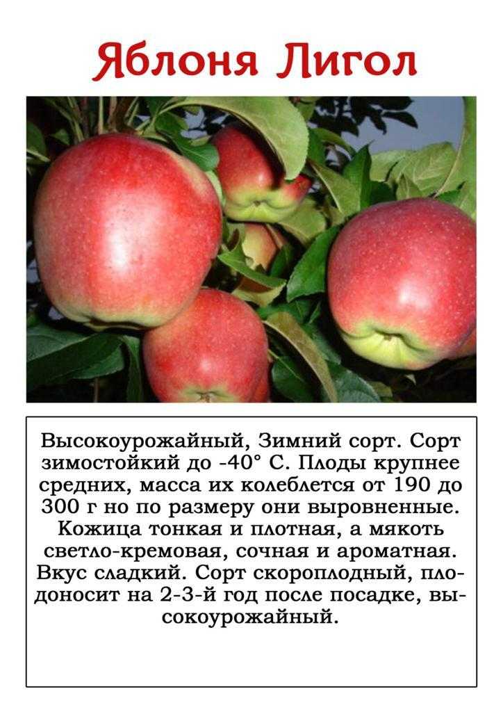 Яблоня «уэлси» - описание и фото