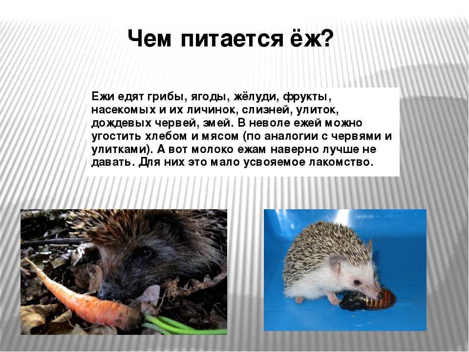 Чем кормить ежа на даче, что ест дикий еж в природе