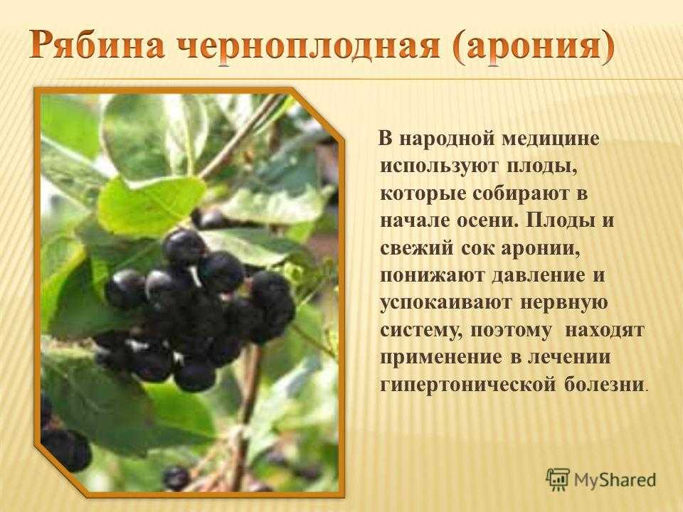 Арония черноплодная (рябина): посадка и уход