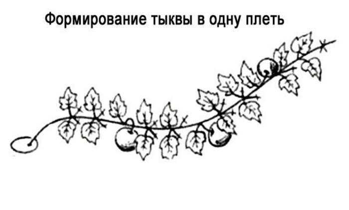 Как формировать тыкву в открытом грунте: прищипка и пасынкование